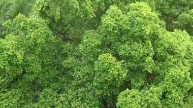 Şiddetli muson rüzgârlarında canlı yeşil yapraklar yağmur görüntüleri yağmaya başladığında