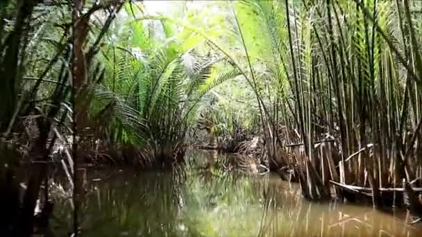Кадри Круїзу Вздовж Тунелів Дерев Мангровому Лісі Східний Таїланд — стокове відео