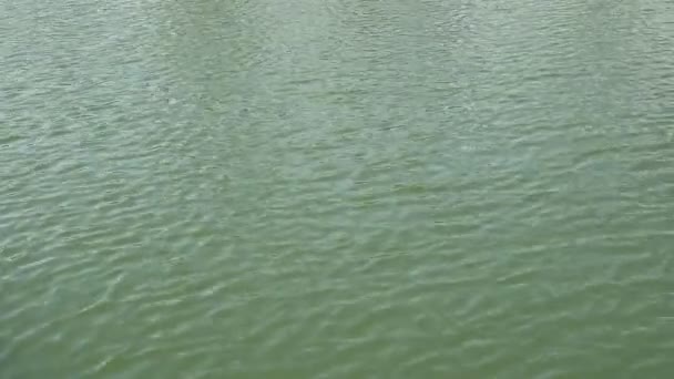 穏やかな風の中で動く湖の水の波紋の映像 — ストック動画