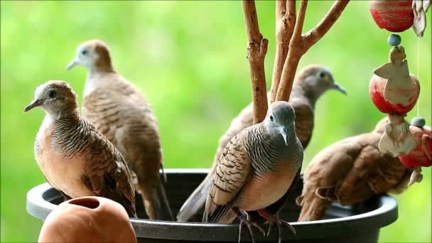Flock Three Adult Two Young Wild Zebra Doves Relaxing Planter — Stock Video