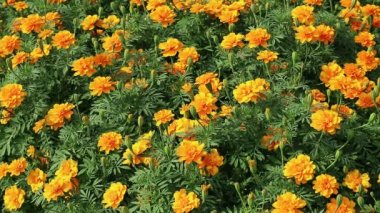 Güneş Işığındaki Canlı Turuncu Marigold Sahası