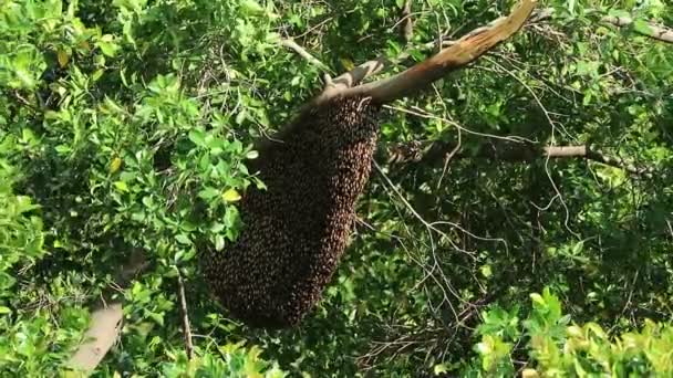 Beelden Van Een Enorme Honingbijenkorf Hangen Aan Boom Tak Met — Stockvideo
