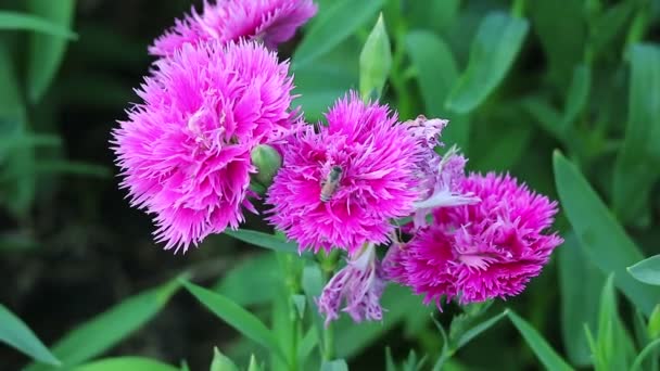 Malá Včela Sbírá Výstřih Horké Růžové Karafiáty Květinové Záběry — Stock video