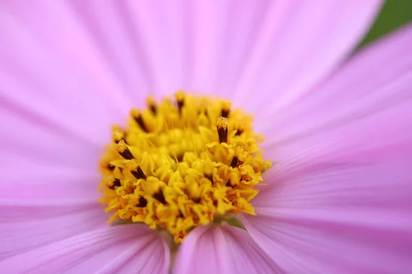Closeup Amazing Detail Garden Cosmos Mexican Aster Florets — Stock Photo, Image