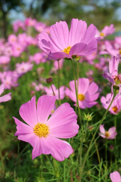 Stunning Pink Cosmos Flowers Blossoming Field — Stock Photo, Image