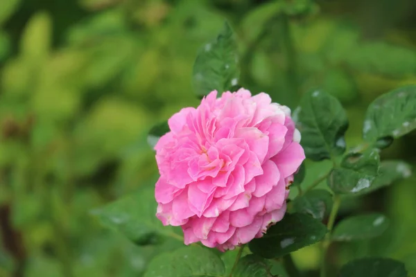 Closeup Gorgeous Pink Kazanlak Rose Rosa Damascena — Stock Photo, Image