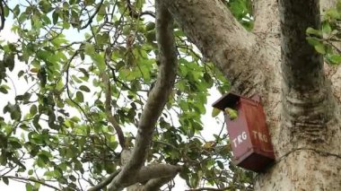 Güzel bir Alexandrine Papağanı 'nın Ağaç Evi' ndeki Büyük Resin Ağacı 'nda dinlenme görüntüsü