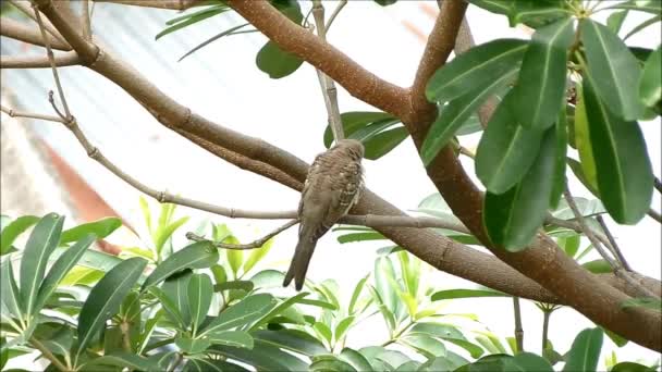 Footage Young Wild Zebra Dove White Patterns Its Feather Eyes — Stock Video