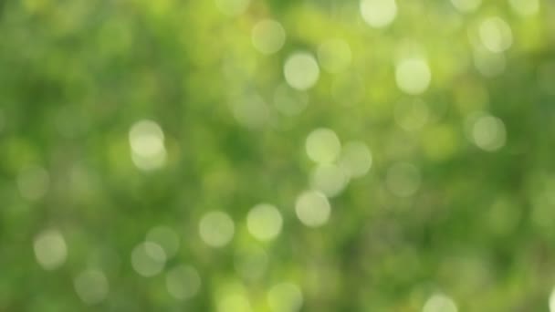 Abstract Bokeh Blurry Green Foliage Sunlight Footage — Vídeo de Stock