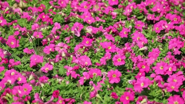 Footage Blossoming Hot Pink Petunias Sunshine Field — Video Stock