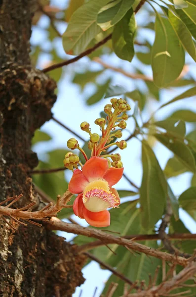 Beautiful Sal Flower Shorea Robusta Blossoming Tree — Fotografia de Stock