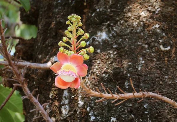 Closeup Gorgeous Shorea Robusta Sal Flower Blooming Tree — Stockfoto