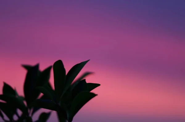 Foliage Purple Pink Sunset Sky Soft Focus — стоковое фото