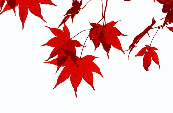Illustration Eines Bündels Roter Ahornblätter Auf Wite Hintergrund — Stockfoto