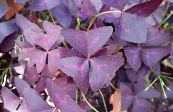 偽のシャムロック植物のホットピンクのパターンを持つ幻想的な深い紫色の葉 — ストック写真