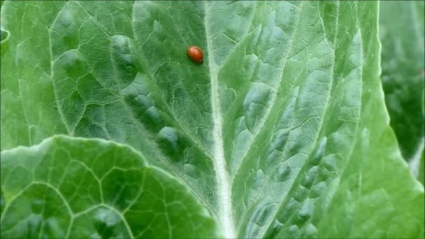 Küçük Kırmızı Uğur Böceği Yeşil Sebze Yaprağının Etrafında Yürüyor Organik — Stok video