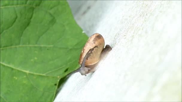 一只小蜗牛在白墙上爬向绿叶 — 图库视频影像