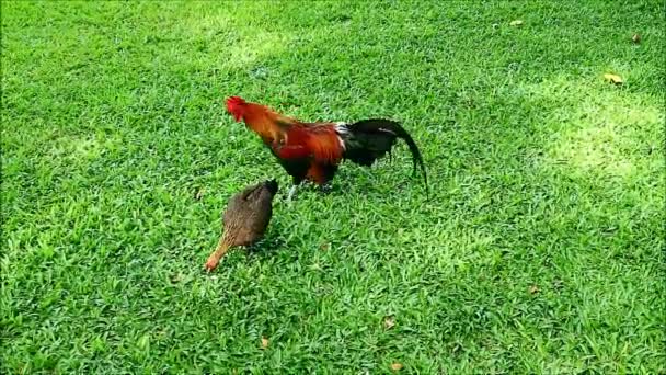 Footage Bantam Rooster Courting Hen Green Grass — Stock Video