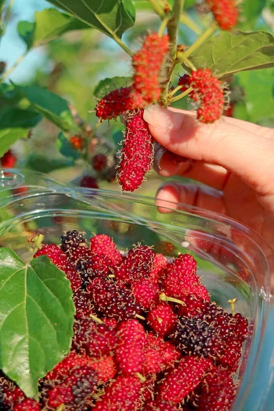 Colheita Manual Frutas Amoreira Vermelhas Vibrantes Árvore — Fotografia de Stock