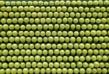 Duvarda Sayısız Altın Varil Kaktüsleri Sıraları