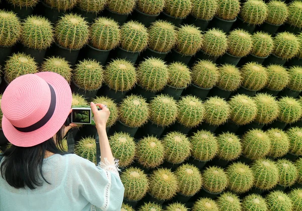 帽子の女性ポットゴールデンバレルサボテンの植物の驚くべき多数の行の写真を撮る — ストック写真