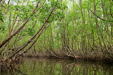 Mangrove Ormanı 'ndaki Ağaç Tünelleri' nde tekne gezintisi. Tayland 'ın Doğu Bölgesi, Trat Eyaleti' ndeki Ban Tha Ranae Köyü.