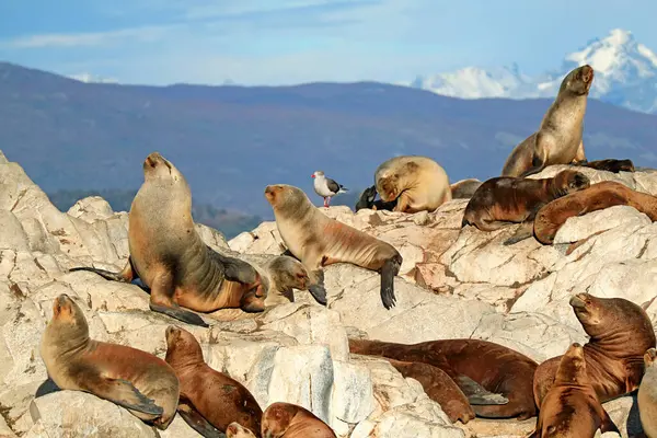 Colonia Leones Del Mar Patagonia Isla Rocosa Isla Los Lobos — Foto de Stock