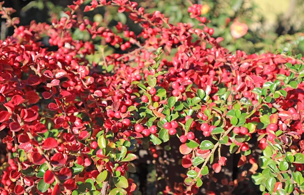 Red Berries Shrub ในแสงแดดของ Patagonia Calafate อาร เจนต อเมร กาใต — ภาพถ่ายสต็อก