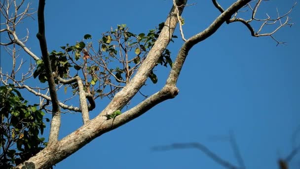 美丽的亚历山大鹦鹉配偶在树脂树上交配的影像 — 图库视频影像