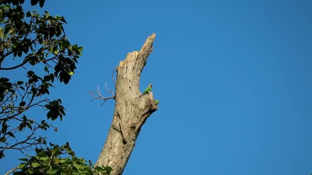 可敬的Alexandrine Parakeet伴侣在树脂树上巢穴周围放松的影像 — 图库视频影像