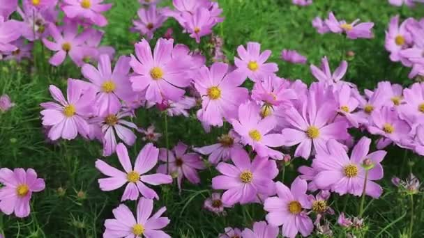 Footage Gorgeous Pink Cosmos Field Wind — Stock Video
