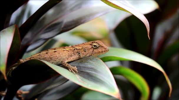 Footage Brown Chameleon Relaxing Moving Slowly Green Foliage — Stock Video