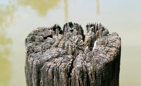 Zavřít Starý Suchý Pařez Stromu Řeky — Stock fotografie