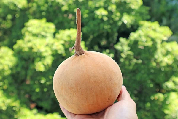 Hand Håller Färsk Mogen Santol Eller Bomullsfrukt Med Suddig Grön — Stockfoto