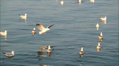 Başka bir Uçan Sürüyle Denizde Yüzen Martı Sürüsü