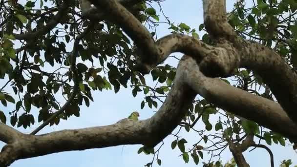 Filmación Hermoso Pájaro Perico Alejandrino Posando Mirando Alrededor Del Árbol — Vídeo de stock