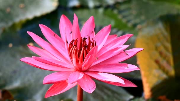 Filmagem Lotus Rosa Quente Florescendo Lindo Com Grupo Abelhas Minúsculas — Vídeo de Stock