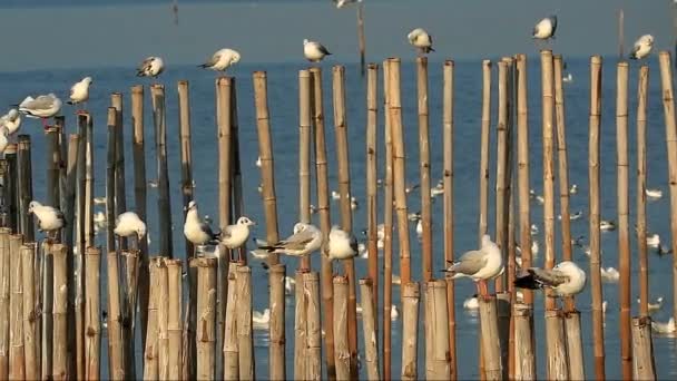 Aufnahmen Von Möwenschwärmen Die Auf Holzpfählen Auf Dem Meer Hocken — Stockvideo