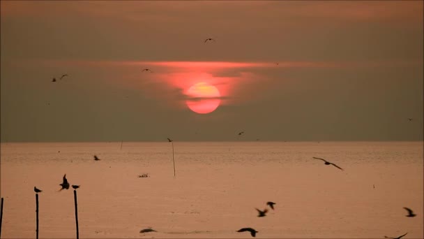 Images Soleil Rouge Levant Sur Mer Avec Silhouette Mouettes Volantes — Video
