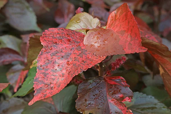 Sluitingen Van Prachtige Louisiana Red Copper Plant Leaves Met Regendruppels — Stockfoto