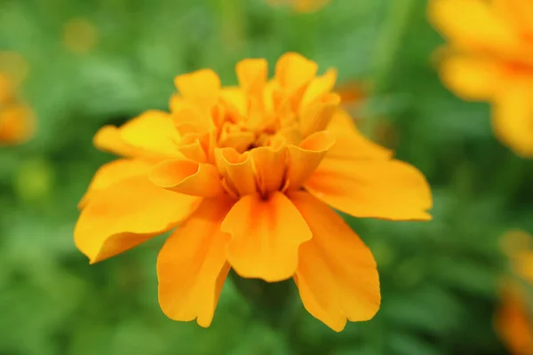 Yeşil Tarla Yetişen Muhteşem Marigold Çiçeğinin Yakın Çekimi — Stok fotoğraf