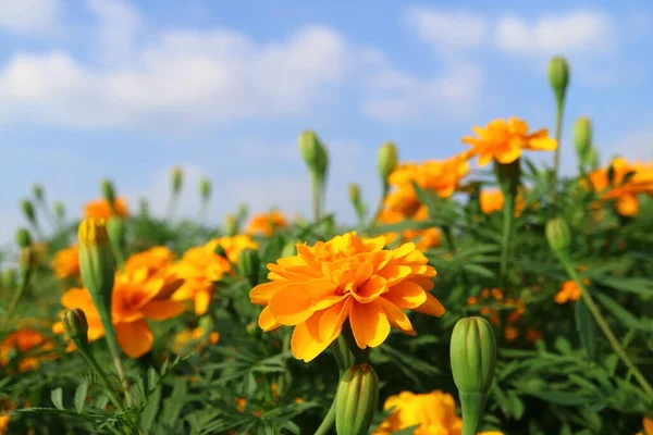 背景に青い空と美しい黄色のオレンジマリーゴールドの花のフィールド — ストック写真