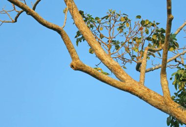 Sevgili Alexandrine Muhabbet Kuşu Rezine Ağacında Çiftleşmeden Önce Öpüşen Çiftler