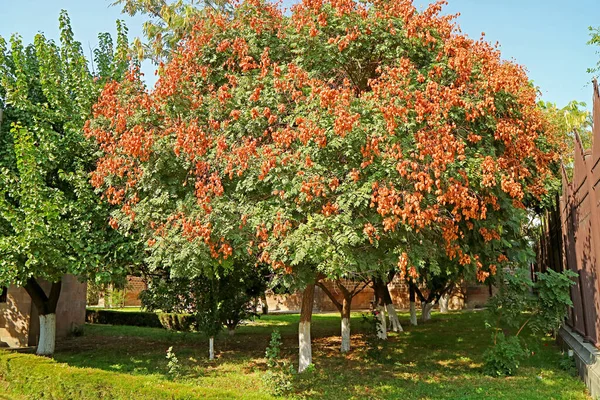 Arbre Pluie Doré Koelreuteria Paniculata Avec Mûrissement Innombrable Des Fruits — Photo