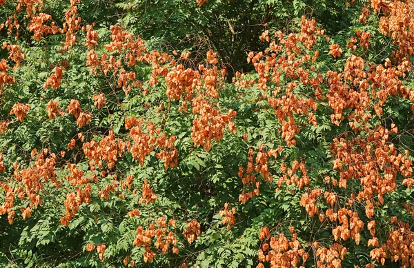 Bunches Golden Rain Tree Fruits Ripening Tree Armenia — Stock Photo, Image