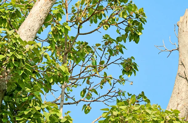 Belo Periquito Alexandrino Relaxante Árvore Resina — Fotografia de Stock