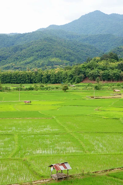 Canlı Yeşil Çeltik Tarlaları Olgunlaşmamış Pirinç Bitkilerinin Kır Tarzı Pavyonları — Stok fotoğraf