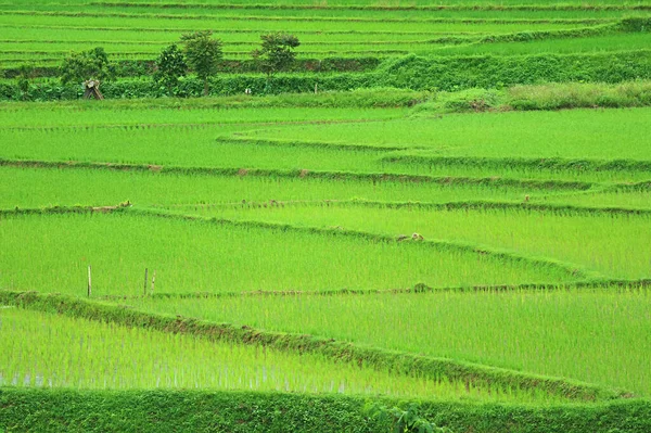 Żywe Zielone Pole Ryżowe Rosnącymi Roślinami Ryżu — Zdjęcie stockowe