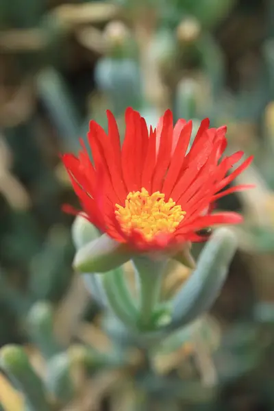 鮮やかな赤の花の閉鎖Karkalla多肉植物の花 — ストック写真