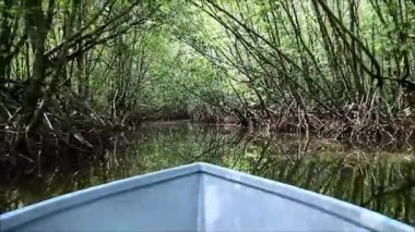 Doğu Tayland 'ın Mangrove Ormanı' ndaki İnanılmaz Ağaç Tünelleri Boyunca Tekne Çekimi